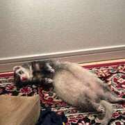 ヒメ日記 2026/02/18 04:22 投稿 こあ 池袋ぱんぷきん（シンデレラグループ）