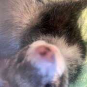 ヒメ日記 2026/02/19 17:38 投稿 こあ 池袋ぱんぷきん（シンデレラグループ）