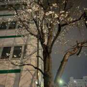 ヒメ日記 2026/03/24 12:39 投稿 こあ 池袋ぱんぷきん（シンデレラグループ）