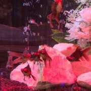 ヒメ日記 2025/12/04 13:13 投稿 ショウコ ファーストレディー