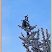 ヒメ日記 2026/02/09 00:20 投稿 佐々木ほのか しゅうかつ倶楽部