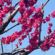 ヒメ日記 2026/02/15 14:04 投稿 佐々木ほのか しゅうかつ倶楽部