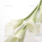 ヒメ日記 2025/10/22 15:44 投稿 水口ひろ子 五十路マダム 徳島店