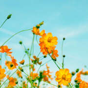 水口ひろ子 きゃんでい116　I様へ? 五十路マダム 徳島店