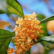 水口ひろ子 あらん206　F様へ? 五十路マダム 徳島店