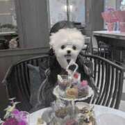 ヒメ日記 2025/10/19 09:18 投稿 もも 静岡駅前ちゃんこ