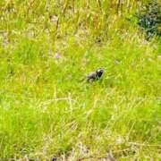 ヒメ日記 2026/03/27 21:02 投稿 ののか 京都人妻デリヘル倶楽部