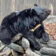 ヒメ日記 2025/10/25 16:48 投稿 あいら（花嫁） Yシャツと私