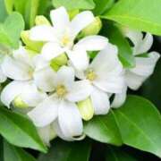 ヒメ日記 2025/11/06 23:43 投稿 海野 パンドラ（吉原）