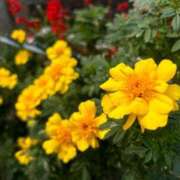 ゆりか 10月はありがとうございました♪ 横浜人妻花壇本店