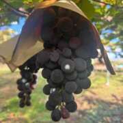 ヒメ日記 2025/11/11 09:22 投稿 いちか Polaris（ポラリス）