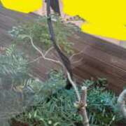 ヒメ日記 2026/01/13 17:14 投稿 サナエ ミセスClub