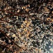 ヒメ日記 2026/04/04 22:30 投稿 凛莉-RIRI- luxury aroma 咲