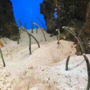 平山一花 おはよう御座います。 五十路マダムエクスプレス横浜店（カサブランカグループ）