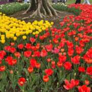 ゆのん 明日いるよ🙂‍↕️✨ ハピネス東京