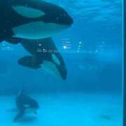 ヒメ日記 2025/11/14 14:34 投稿 ゆい Porn HAREM 熊谷店