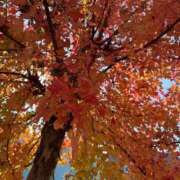 ヒメ日記 2025/11/17 10:14 投稿 ゆい Porn HAREM 熊谷店