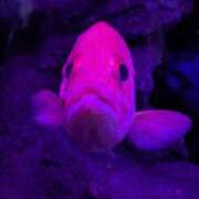 ヒメ日記 2026/01/06 15:24 投稿 りず みつらん鉄道