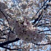 ヒメ日記 2026/04/06 10:21 投稿 まい ふわもこ人妻ランド　那須塩原店