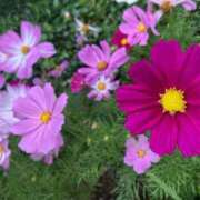 ヒメ日記 2025/10/09 13:03 投稿 ねおん 熟女の風俗最終章 新宿店