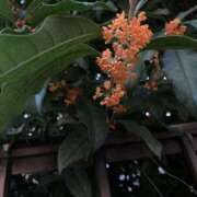 ヒメ日記 2025/10/26 00:29 投稿 ねおん 熟女の風俗最終章 新宿店