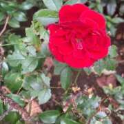 ヒメ日記 2025/11/04 17:42 投稿 ねおん 熟女の風俗最終章 池袋店