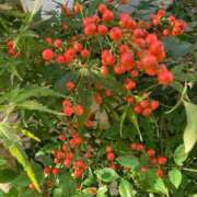 ヒメ日記 2025/11/14 20:42 投稿 ねおん 熟女の風俗最終章 池袋店