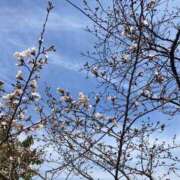 ヒメ日記 2026/03/24 12:04 投稿 あすか 妻天 梅田店