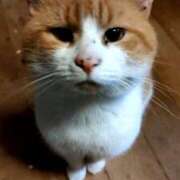 きみこ お、ん、れ、い 完熟とまと(十三)