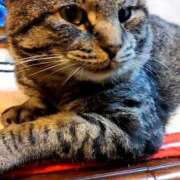 きみこ すっかり冬空 完熟とまと(十三)