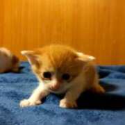 ヒメ日記 2025/12/11 12:55 投稿 きみこ 完熟とまと(十三)