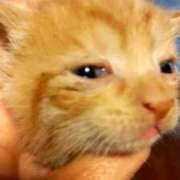 ヒメ日記 2026/01/17 12:04 投稿 きみこ 完熟とまと(十三)