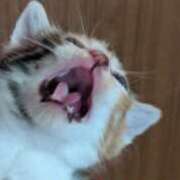 きみこ 長く休んでました 完熟とまと(十三)