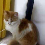 ヒメ日記 2026/03/17 12:31 投稿 きみこ 完熟とまと(十三)