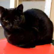 ヒメ日記 2026/03/20 13:06 投稿 きみこ 完熟とまと(十三)