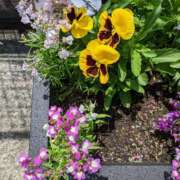 ヒメ日記 2026/03/24 14:43 投稿 きみこ 完熟とまと(十三)