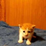 ヒメ日記 2026/04/02 13:29 投稿 きみこ 完熟とまと(十三)