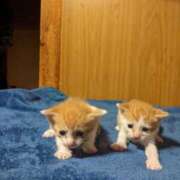 ヒメ日記 2026/04/09 13:20 投稿 きみこ 完熟とまと(十三)