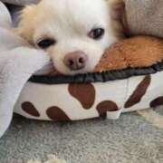 ヒメ日記 2025/10/15 08:55 投稿 美咲/みさき 五反田アネージュ（ユメオト）