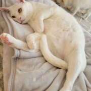 ヒメ日記 2025/11/07 15:00 投稿 美咲/みさき 五反田アネージュ（ユメオト）