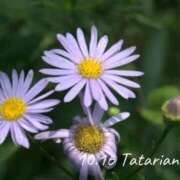 ヒメ日記 2025/10/16 18:37 投稿 めぐみ Grace東京