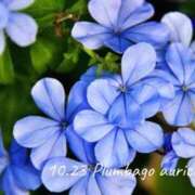 ヒメ日記 2025/10/23 09:07 投稿 めぐみ Grace東京