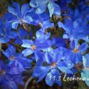 ヒメ日記 2025/11/03 09:07 投稿 めぐみ Grace東京