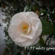 ヒメ日記 2025/11/11 06:57 投稿 めぐみ Grace東京