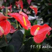 めぐみ 11.13 Grace東京