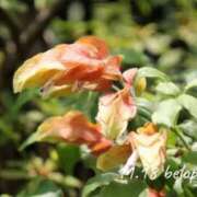 めぐみ 11.18 Grace東京