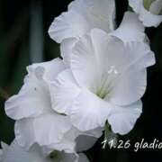 めぐみ 10.26 Grace東京