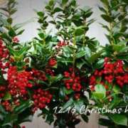 ヒメ日記 2025/12/16 07:51 投稿 めぐみ Grace東京