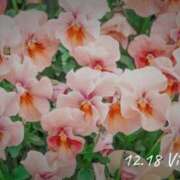 ヒメ日記 2025/12/18 09:23 投稿 めぐみ Grace東京