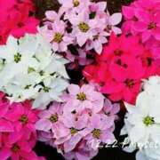 ヒメ日記 2025/12/22 08:07 投稿 めぐみ Grace東京